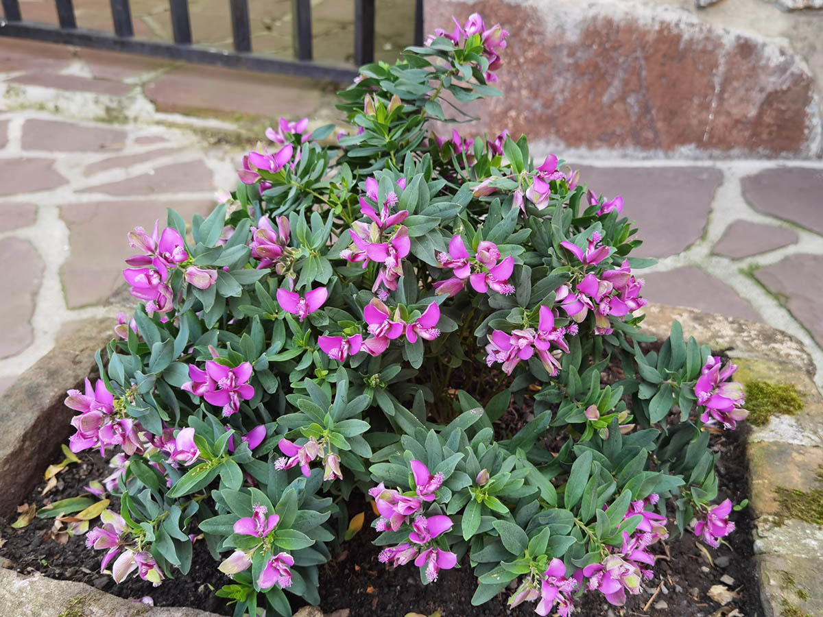 Polygala myrtifolia